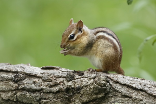 a small chipmunk on a log