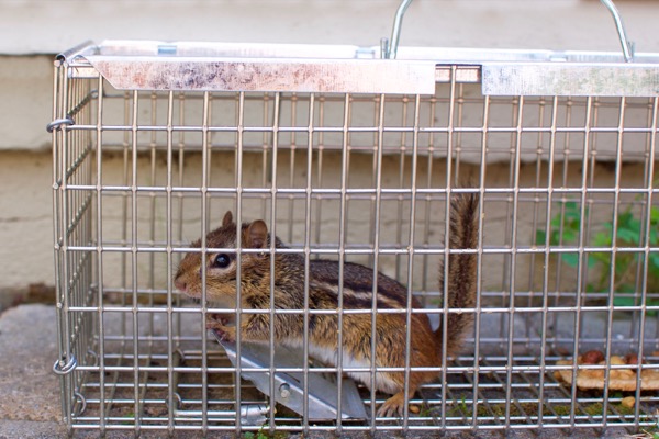 a chipmunk cage trap