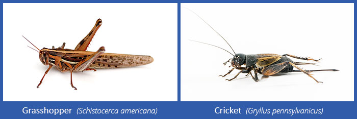 a visual comparison of a grasshopper vs. a cricket