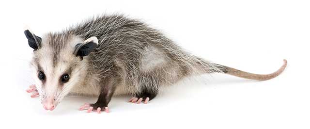 a possum on a white background