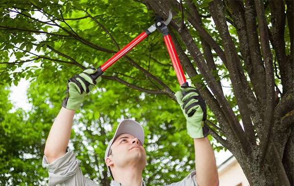 Image of a man pruning tree limbs