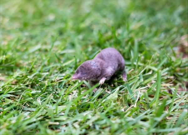 a shrew sitting on a grassy area outdoors