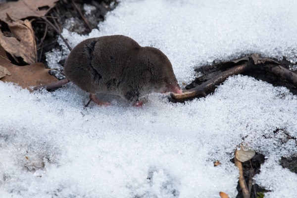 a shrew sitting in the snow
