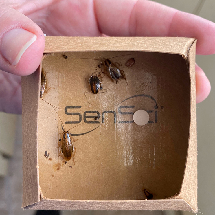 SenSci Pyramid Pitfall Traps