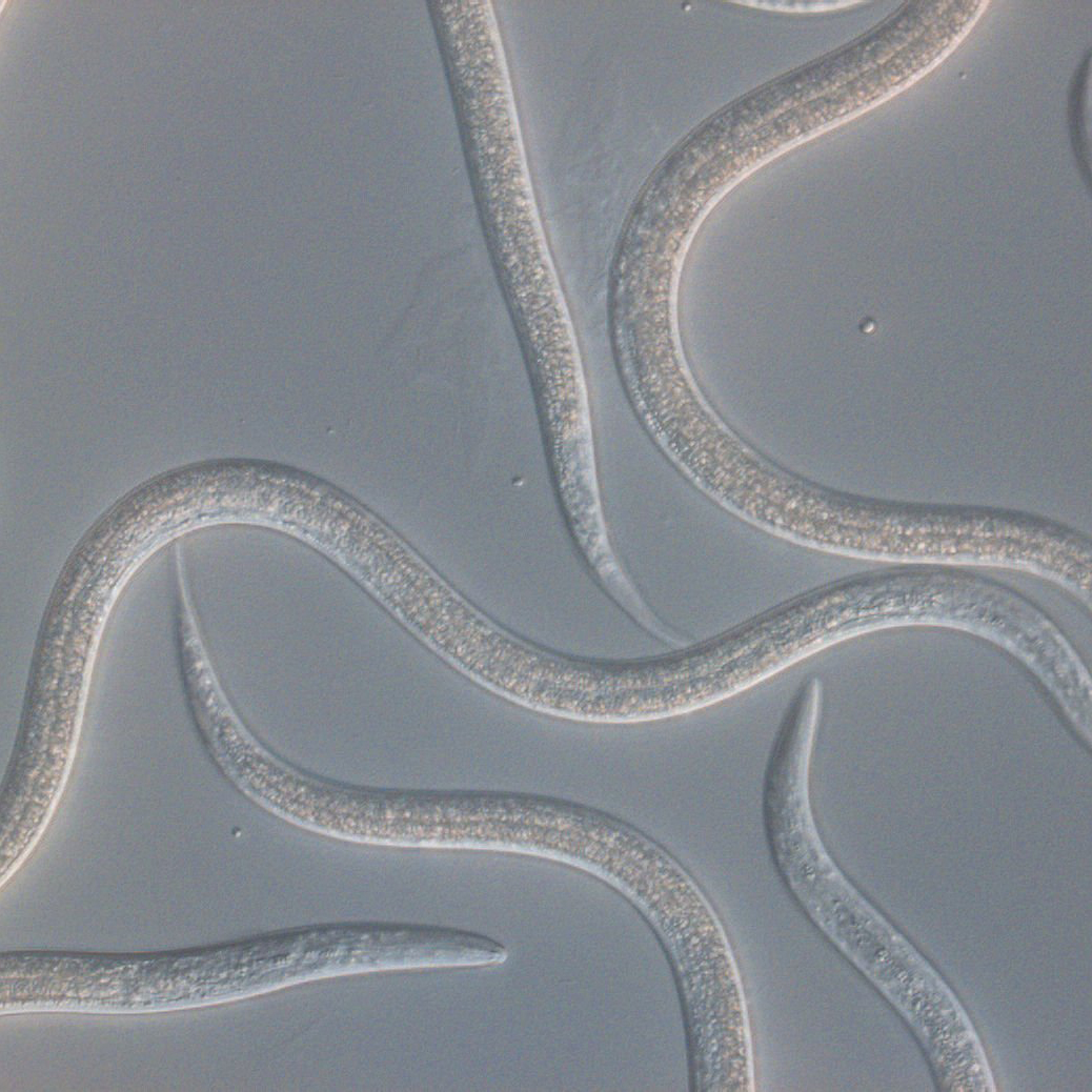 ENTONEM - Live Nematodes (Steinernema feltiae) - Thumbnail 3
