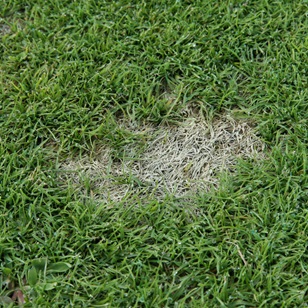 Image of dollar spot close up