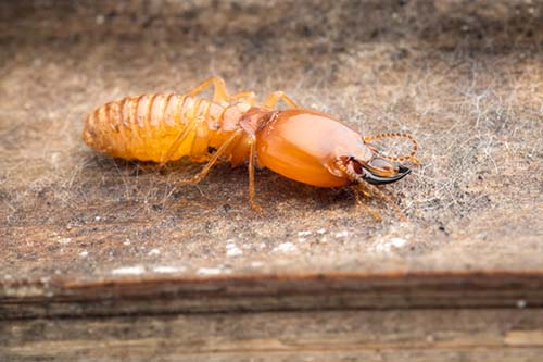 Image of a drywood termite feeding on wood