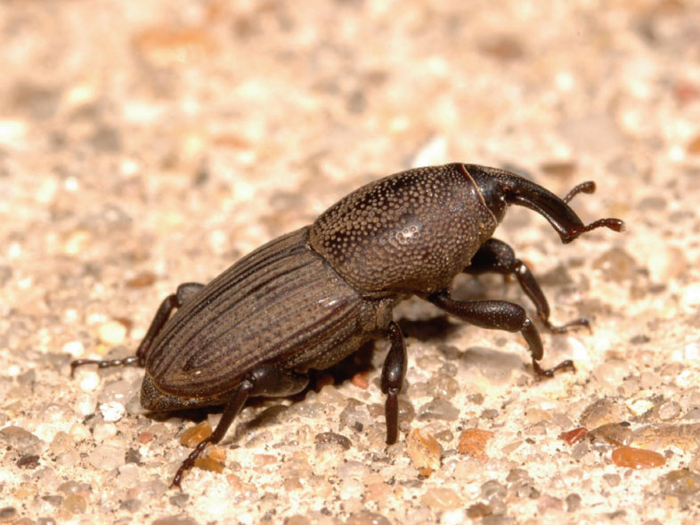 Image of an adult billbug