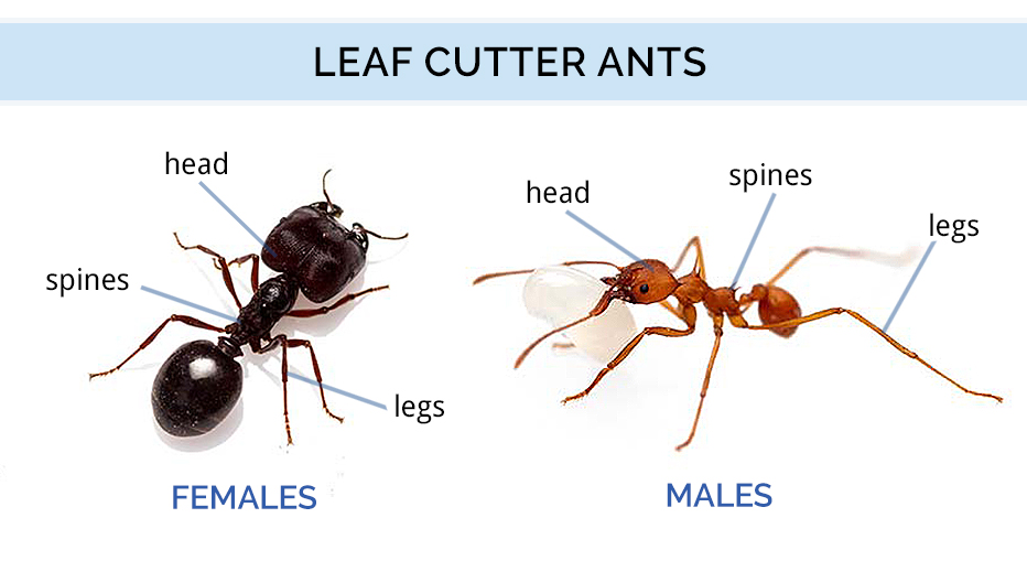 ant queen leaf cutter