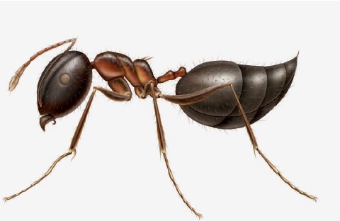 types of winged ants with long stingers