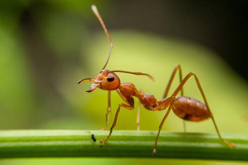 types of winged ants with long stingers