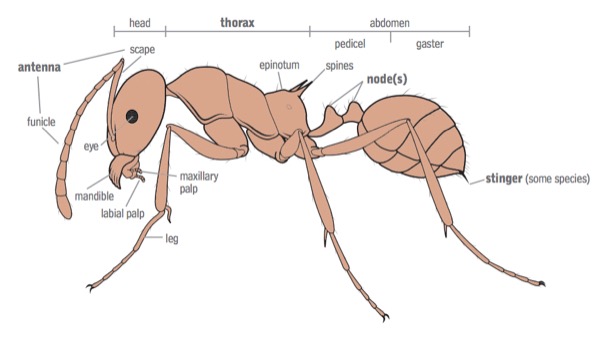 ant anatomy