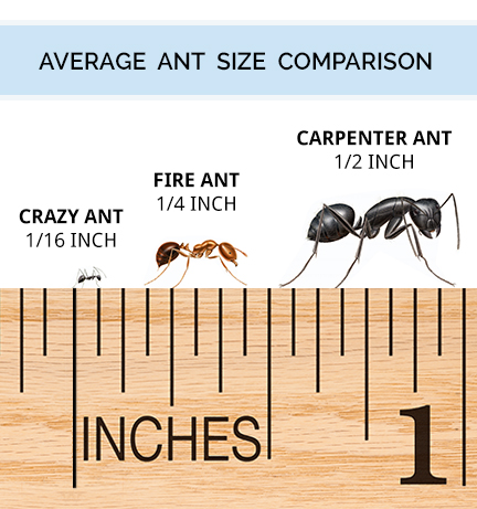 Ant Size Chart