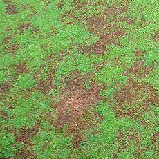 Anthracnose Guide