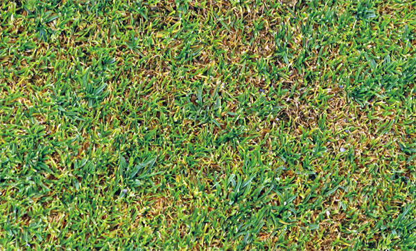 Image of anthracnose in lawn