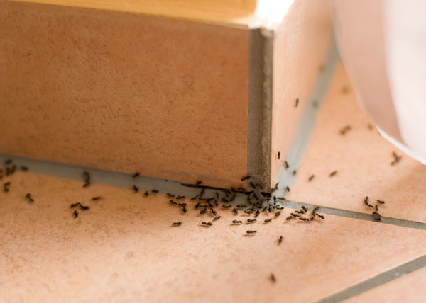 How To Get Rid Of Ants Diy Indoor Outdoor Ant Treatment Guide