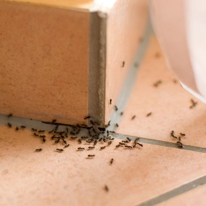 <strong>How to Get Rid of Ants</strong>