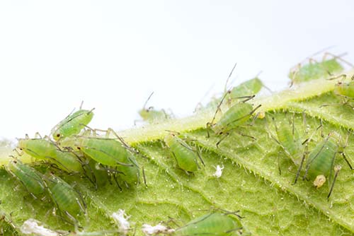 a close up photo of several aphids on a green leaf