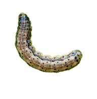 Armyworm Guide