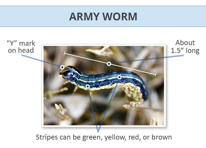 armyworm identification