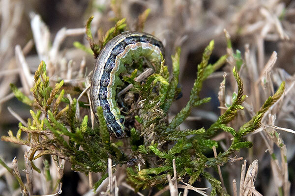 Image of an armyworm curled on a green plant