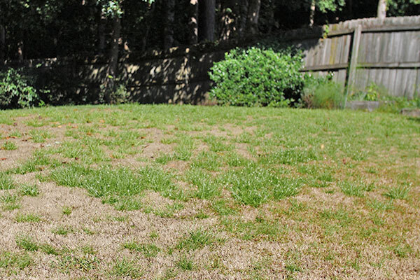 Image of a lawn damaged by armyworms