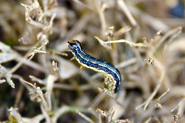 Image of an armyworm on thick grasses