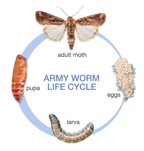 armyworm identification