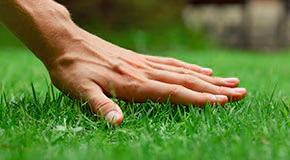 Winter Lawn Care Tips