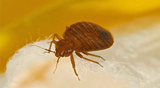 The 4-step Bed Bug Treatment Guide