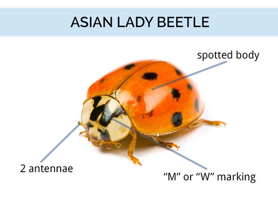 Ladybug Identification Chart