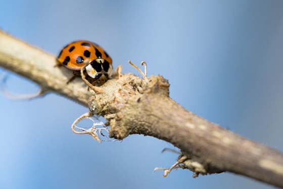 An image of an Asian Lady Beetle on a stick.