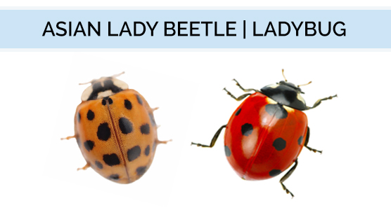 Ladybug Identification Chart