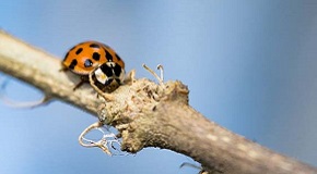 How to Tell the Difference Between Asian Lady Beetles and Ladybugs