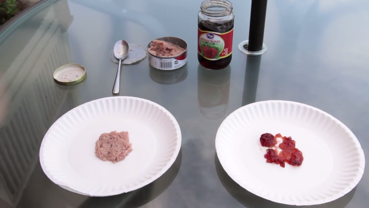Two plates with various bait foods to test
