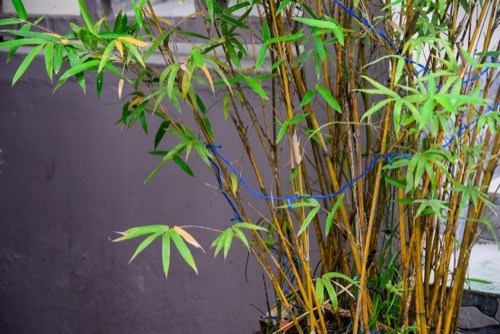 leafy bamboo stalks against a garden wall