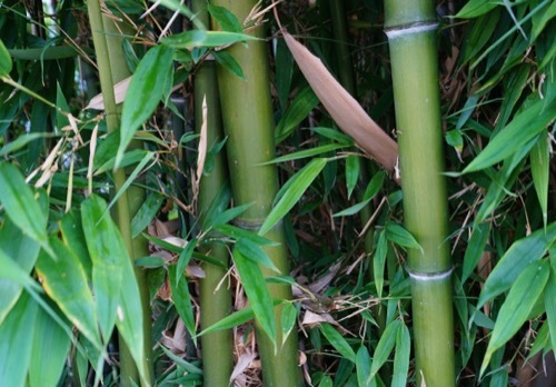 a clump of bamboo in darkness