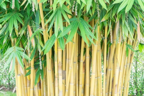 a dense clump of bamboo in a forest