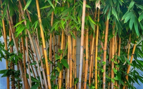 green stalks of bamboo in front of a wall