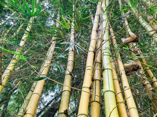 a grove of very tall bamboo stalks