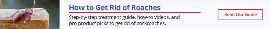 How to Get Rid of Roaches- Read our Guide