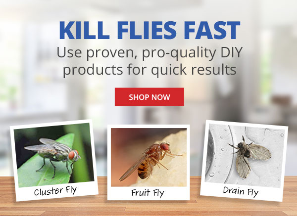 Send Flies Packing - Protect your home with pro-quality DIY products - Shop Now