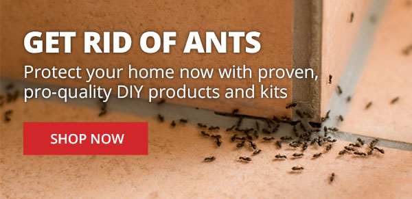 Get Rid of Ants - |SHOP NOW|