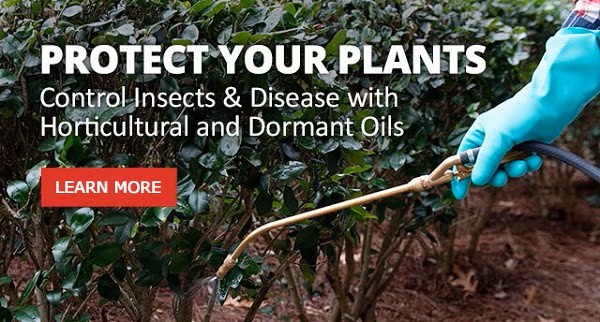 Protect Your Plants - Control Insects & Disease with Dormant and Hoticultural Oils - Shop Now