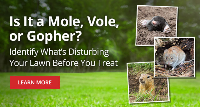 Is it a Mole, Vole, or Gopher? Identify What's Disturbing Your Lawn Before You Treat |LEARN MORE|