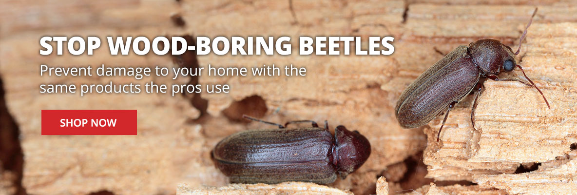 Stop Wood-boring beetles - Shop Now
