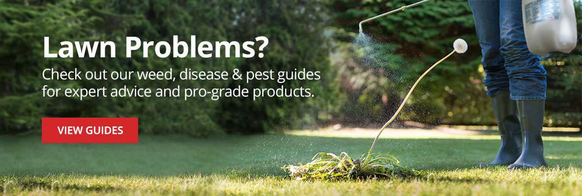 Learn how to identify, treat, and prevent common lawn pests, diseases, and weeds with DMO Lawn Care Guides