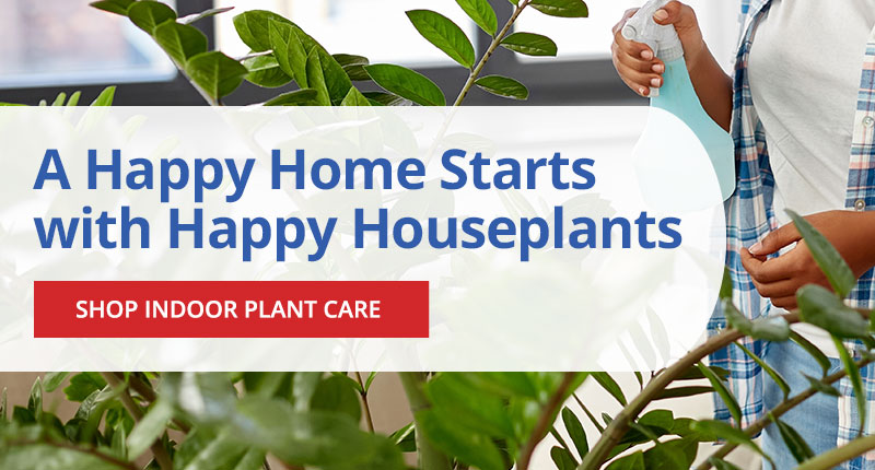 How to Care for Indoor Houseplants - Shop Now