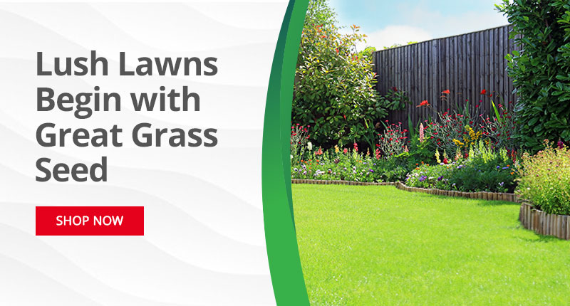 Lush Lawns Begin with Great Grass Seed - Shop Now