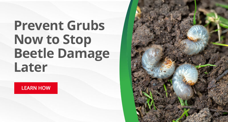 Prevent Grubs Now To Stop Beetle Damage Later -Learn How